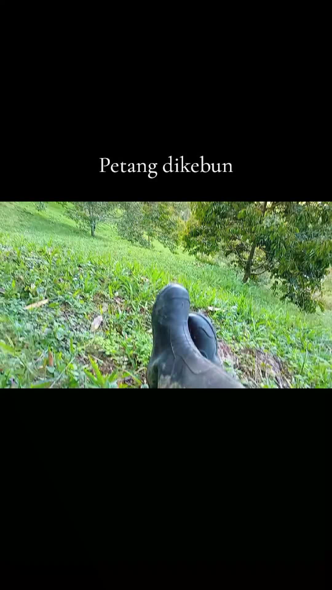 @ADY DURIAN FARM 🌳