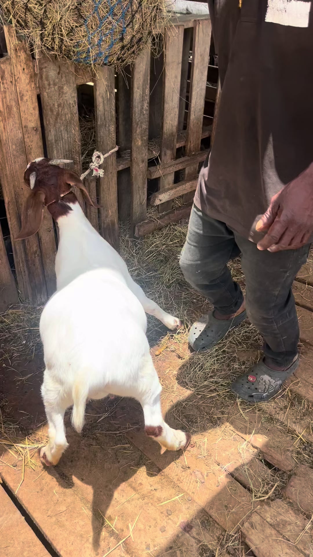 @Velaro Farm