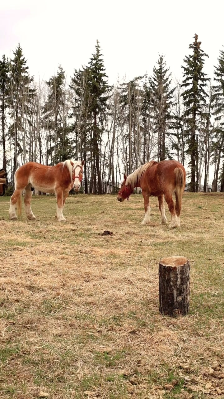 @Pigeon Lake Horse Drawn 🇨🇦