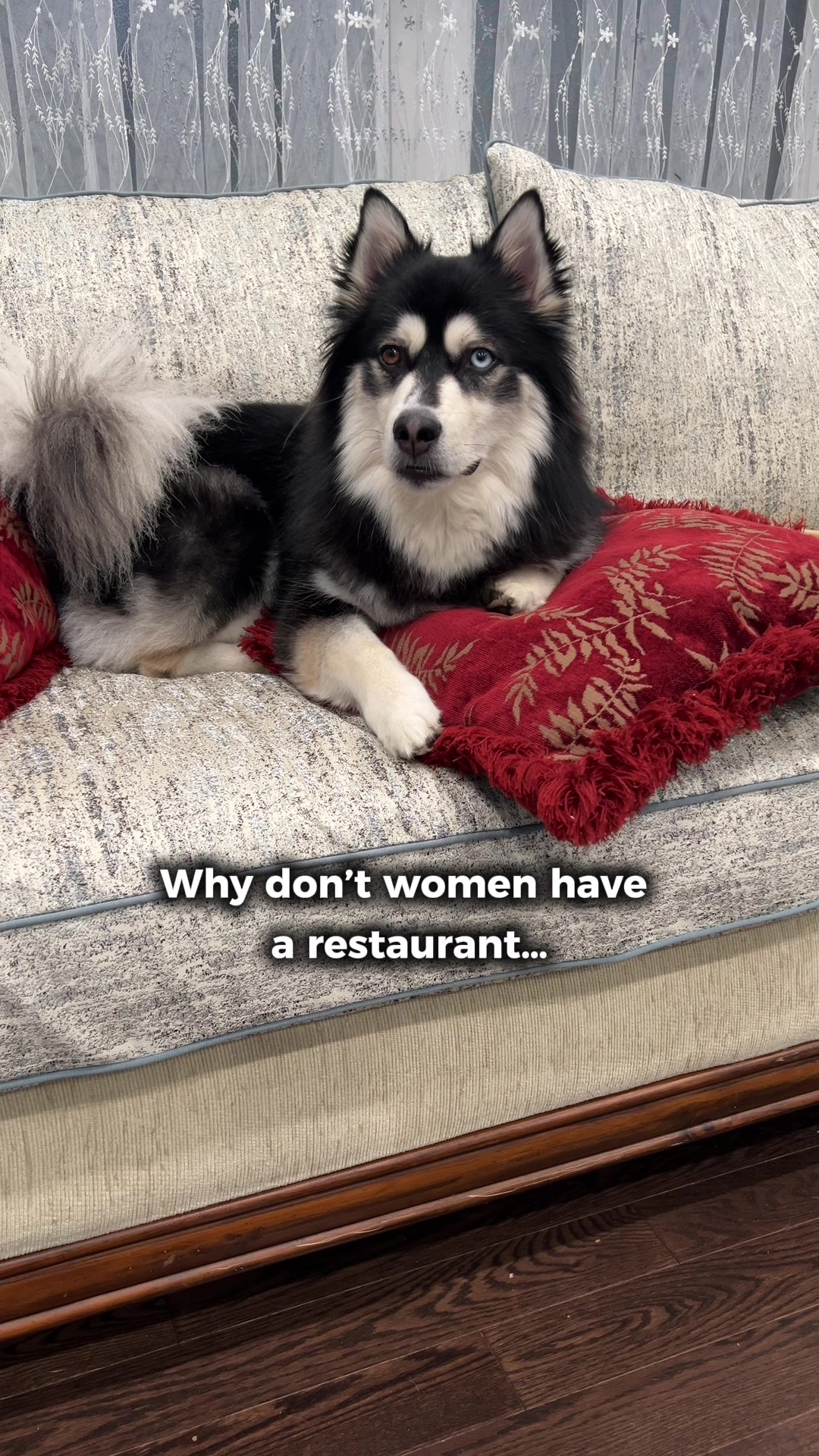 @Zeus the Pomsky🐾