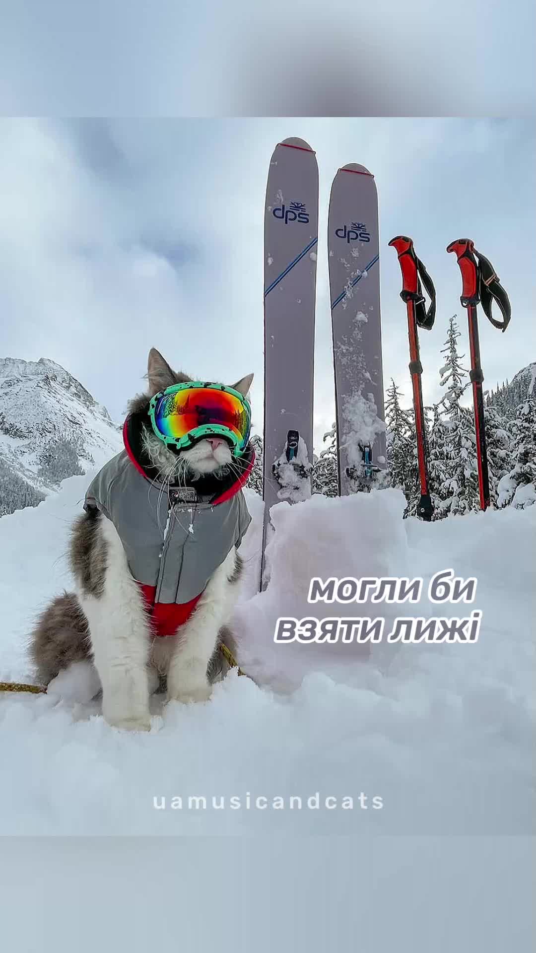 @🎧 музика і котики 🐱