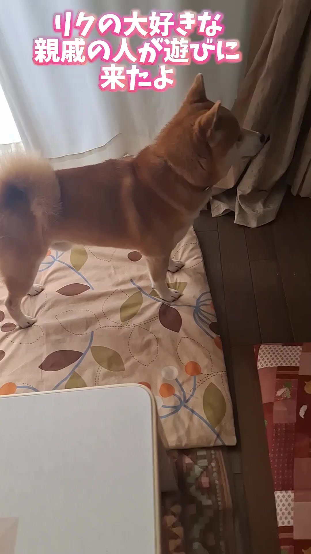 @柴犬リクママ