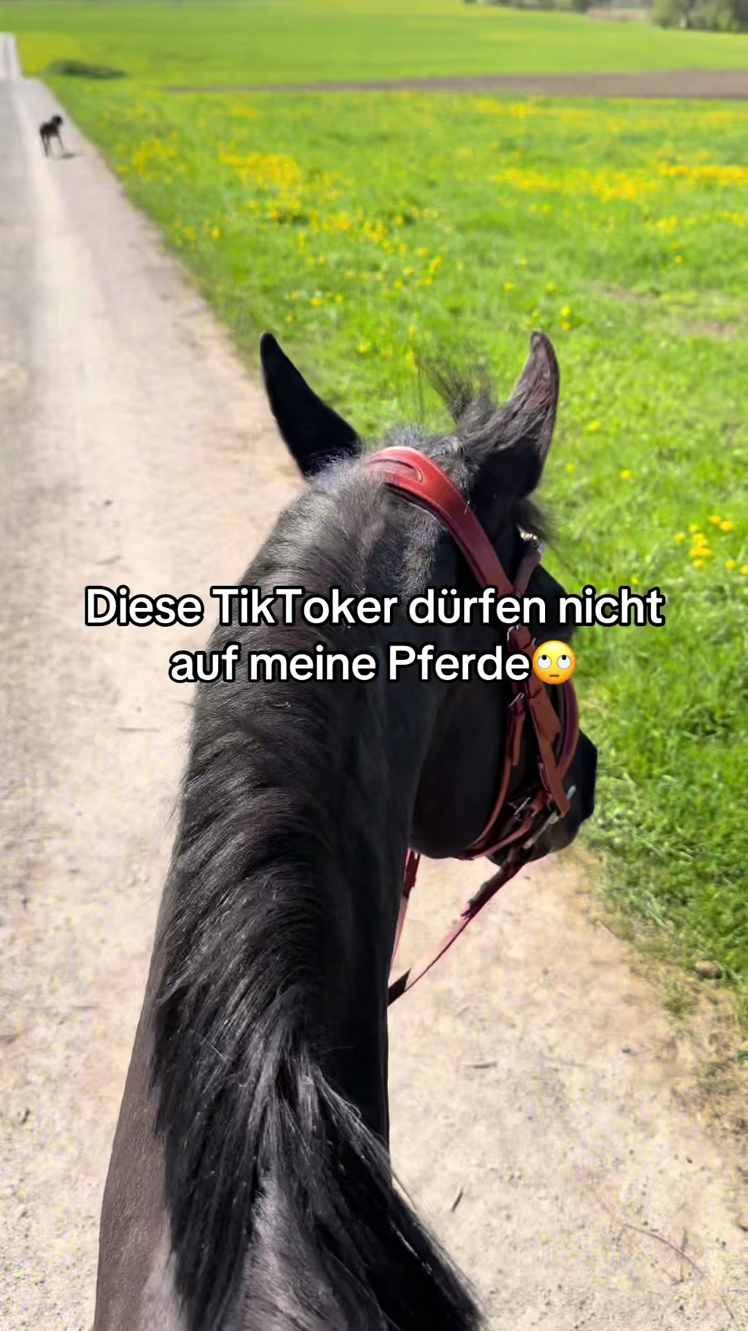 @Letynnxhorses