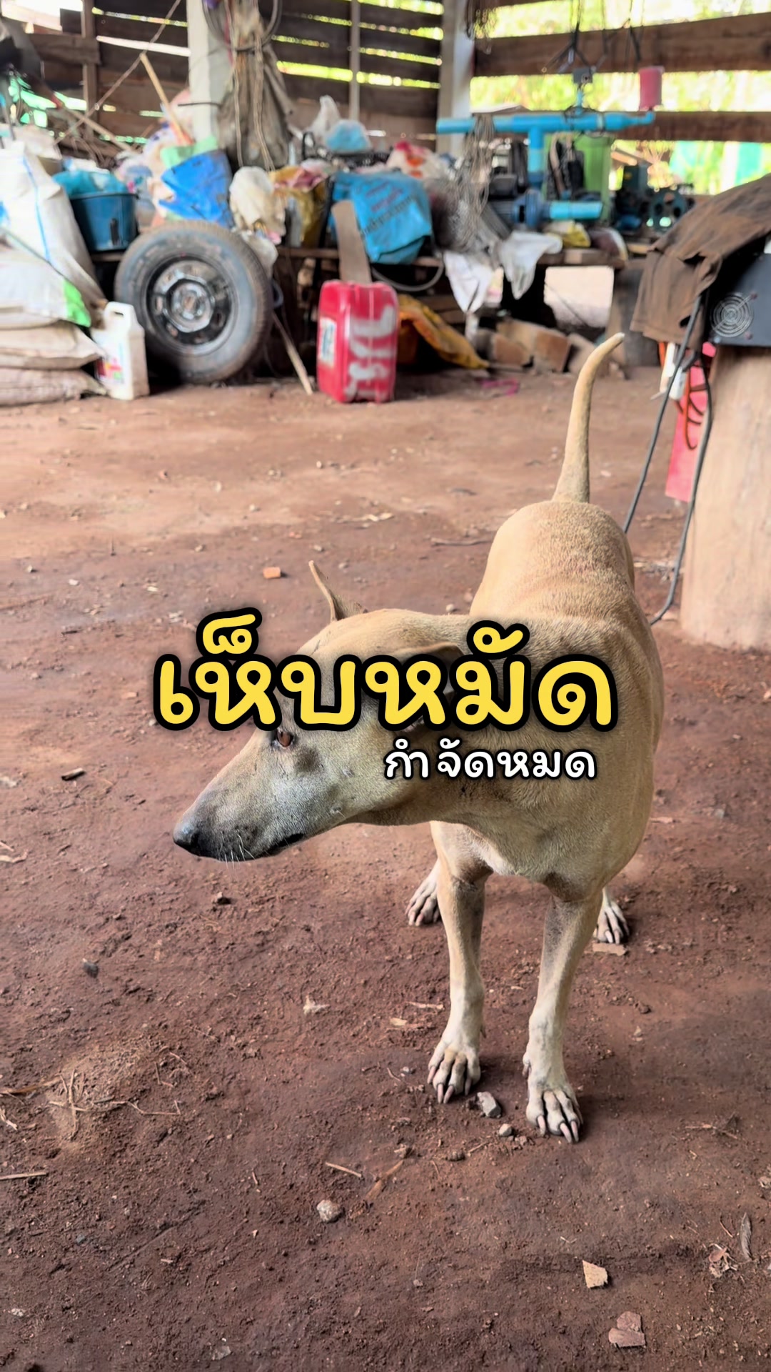 @🧿ผักขมไม่ใช่ผักโขม🥣🌷🌨️. ˚◞