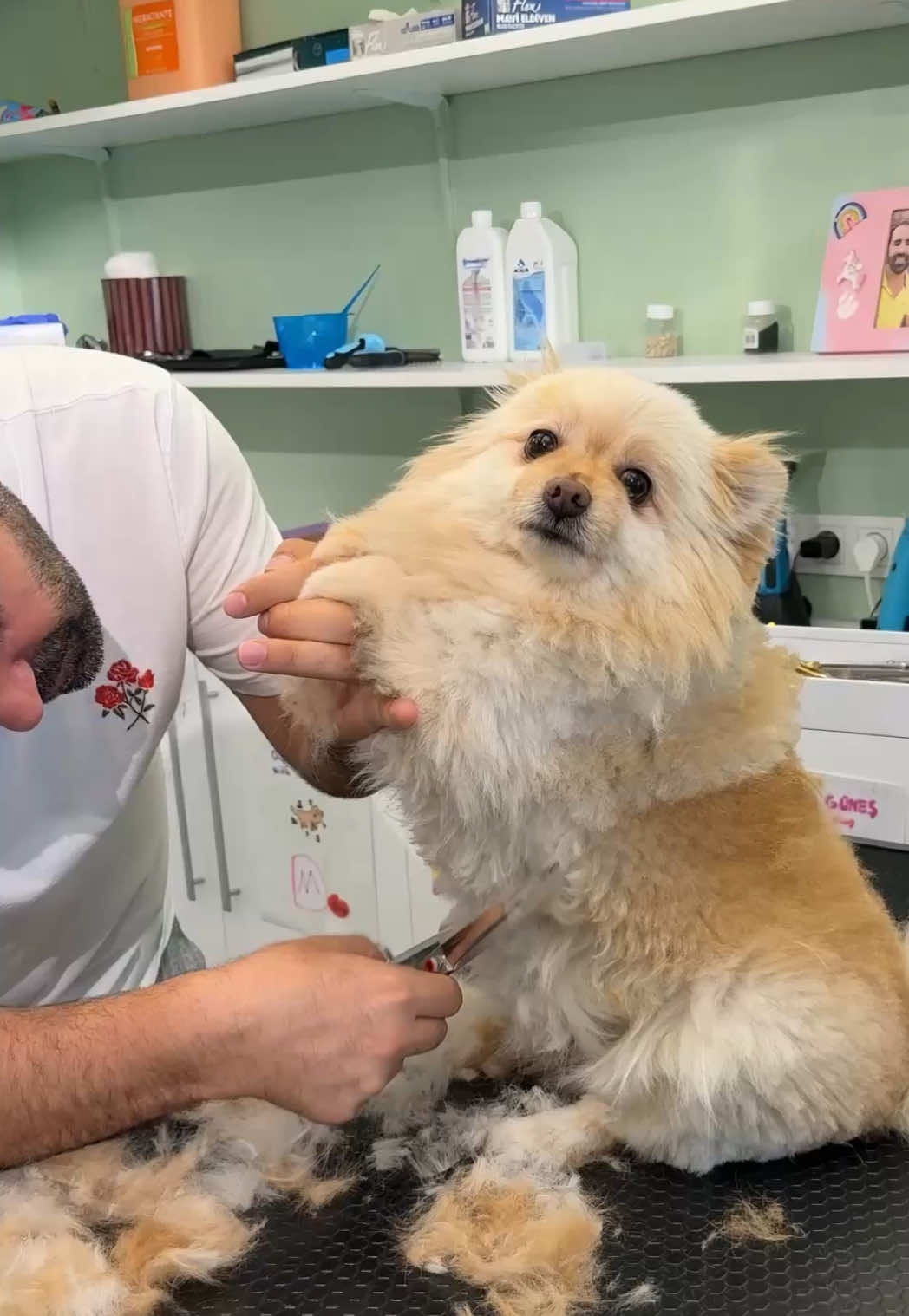 @@petstylistt