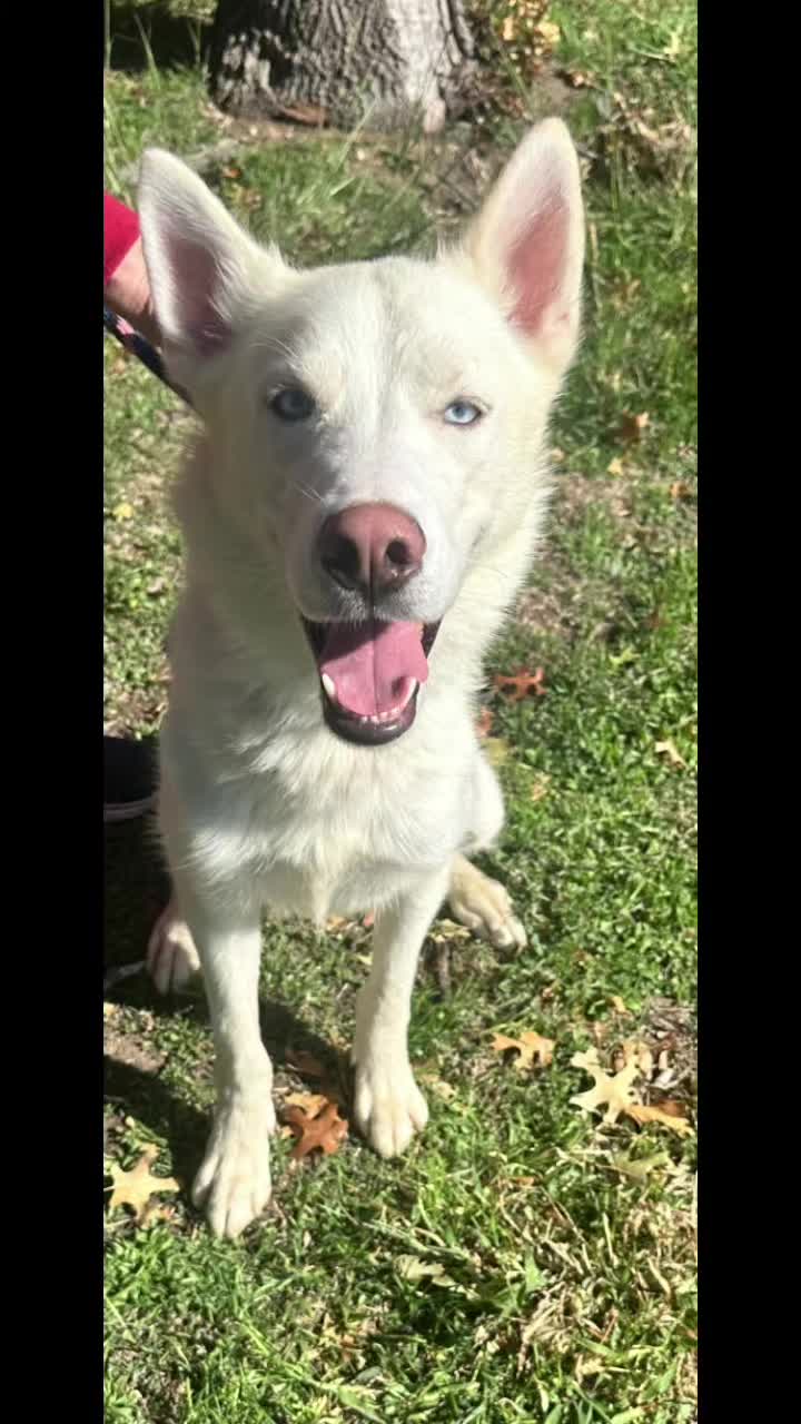 @SHARPofNY SiberianHusky Rescue
