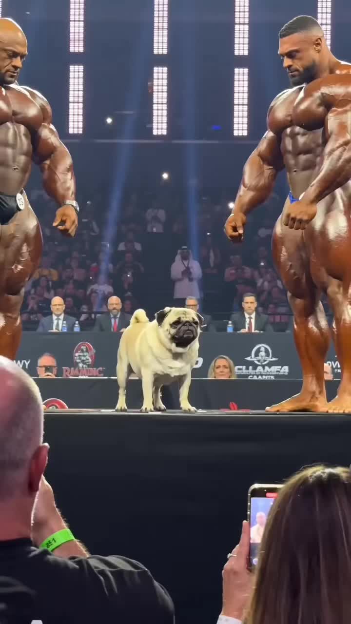 @Lucas The Pug