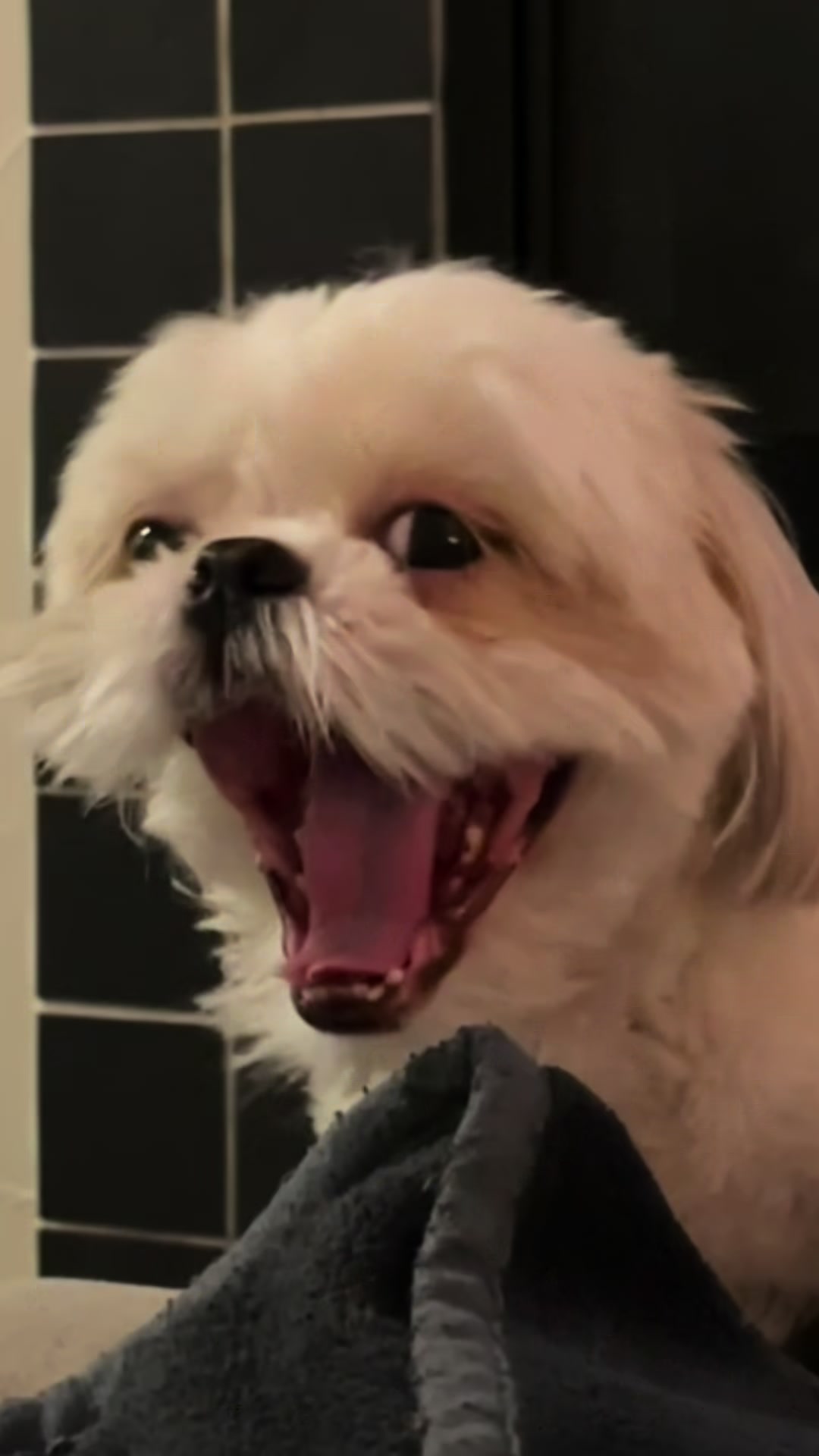 @Hugh the Shih Tzu