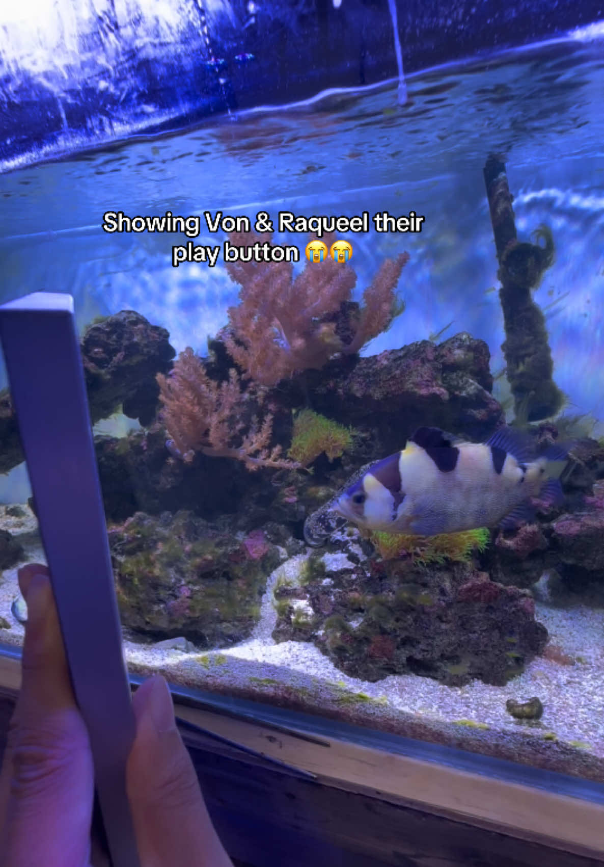 @ReefSync
