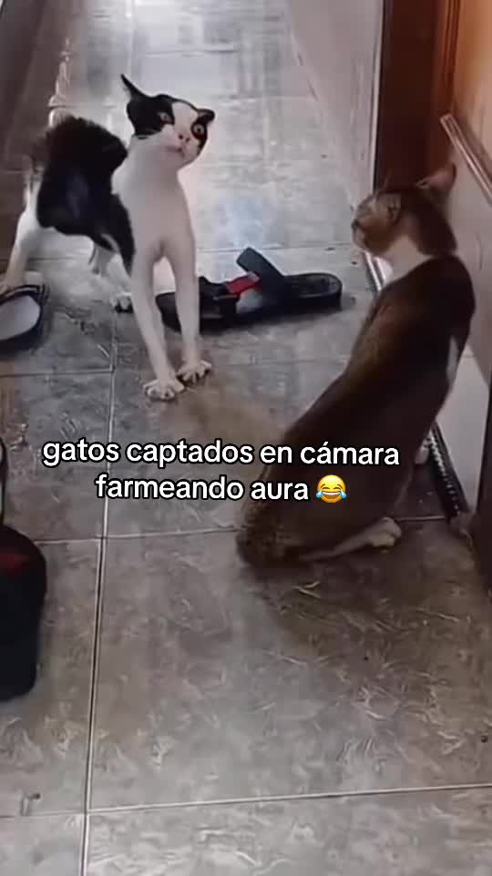 @Adiel Vásquez🫧