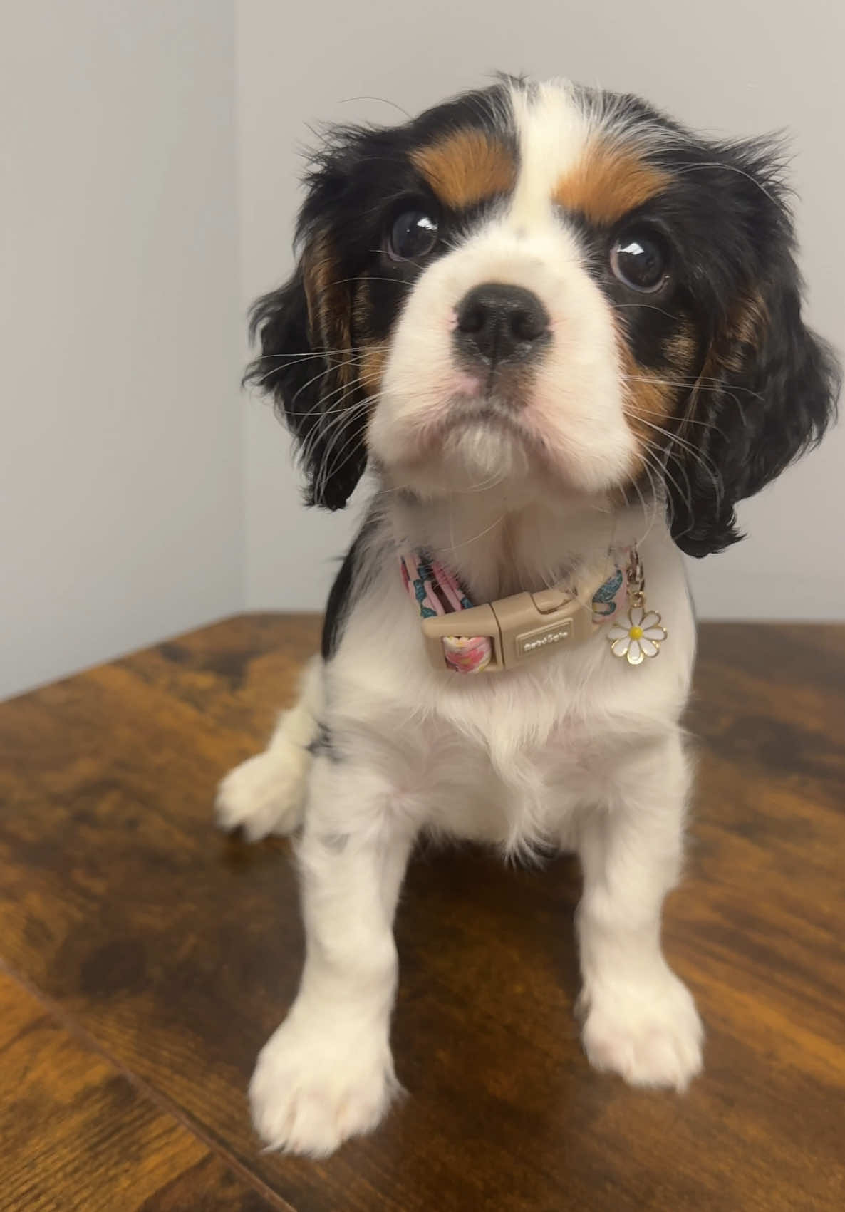 @Snodgrass Vet