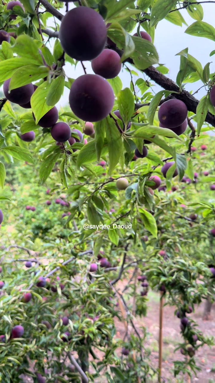 @Saydee | سيدة