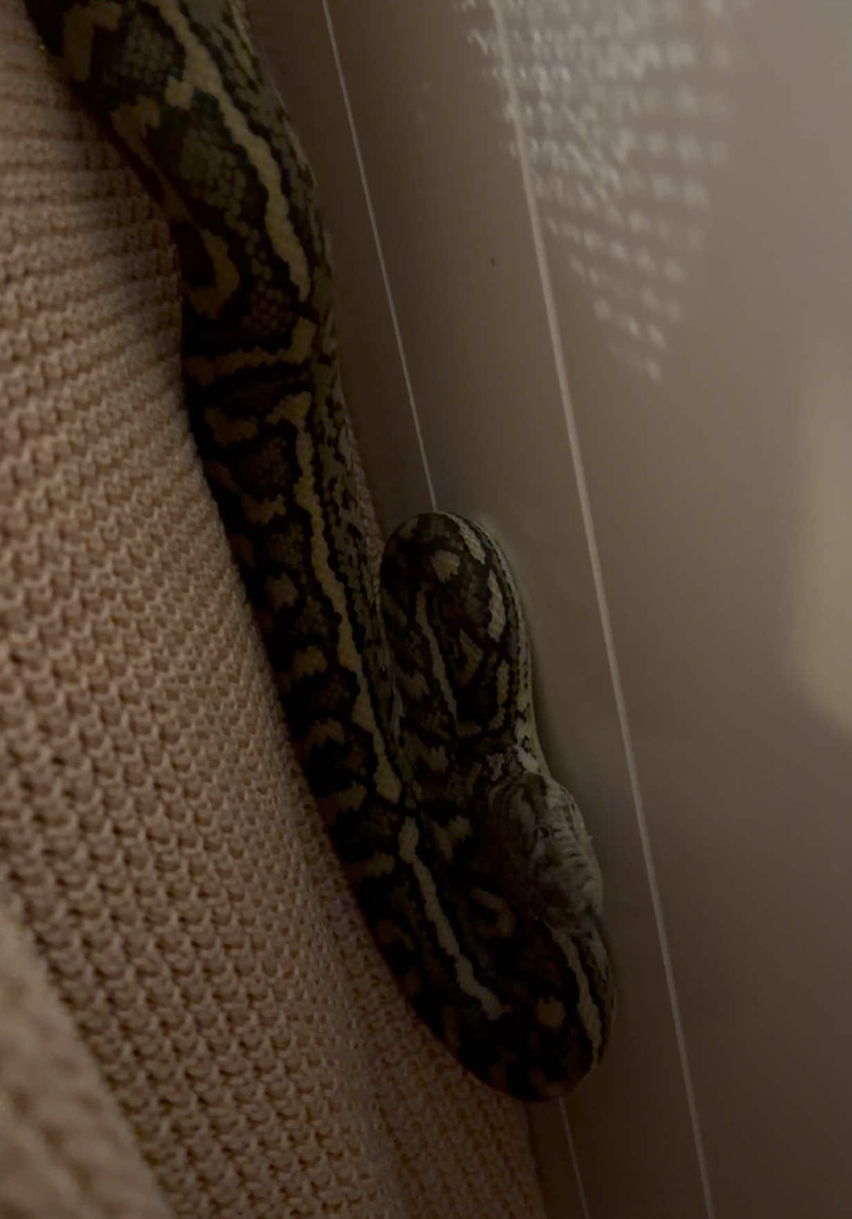 @Snake Catcher Dan