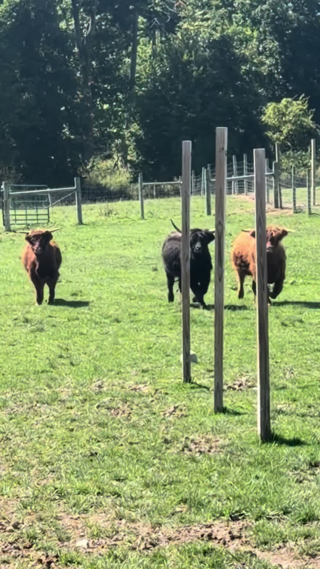 @Westmeister Farm