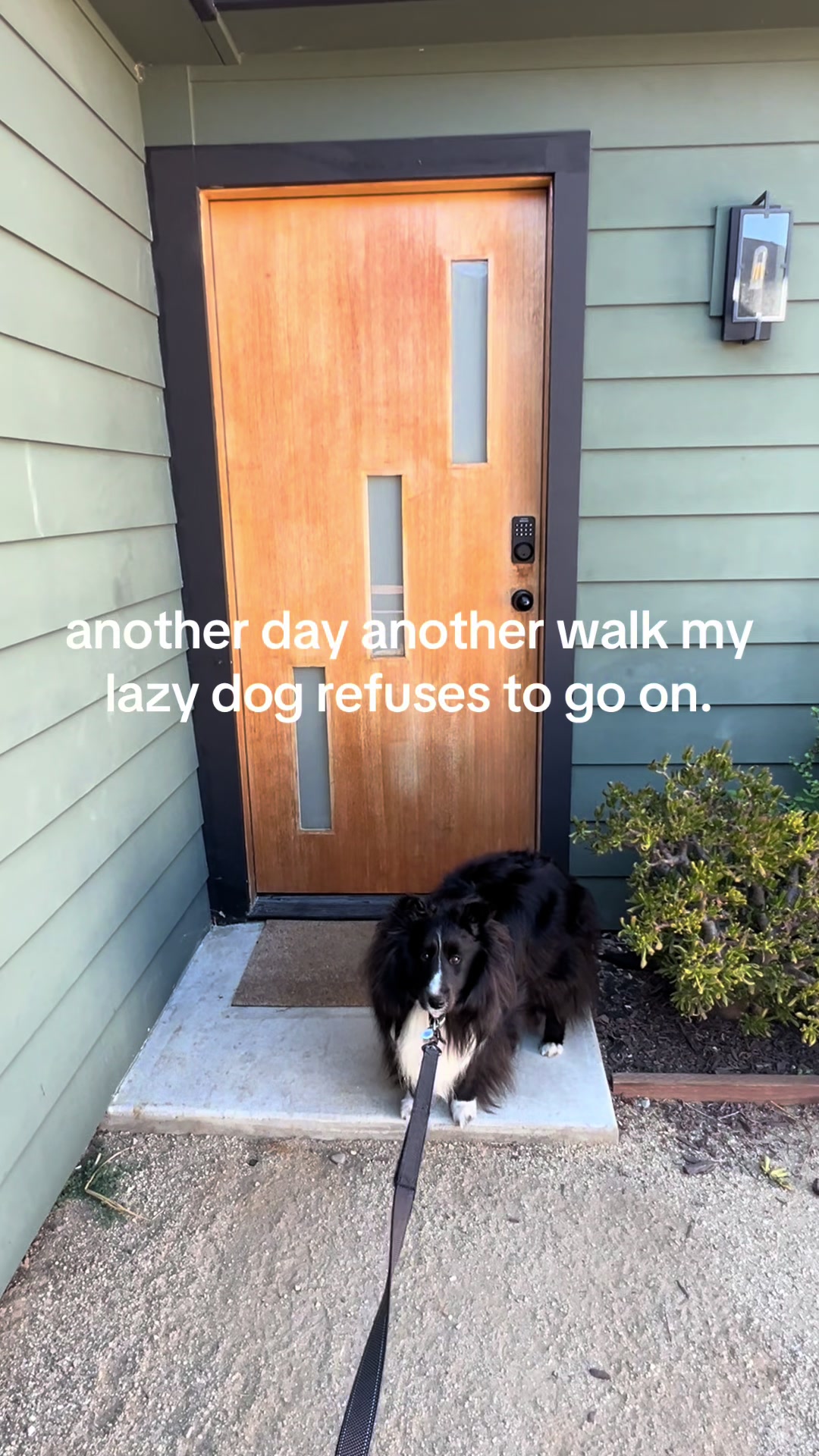 @beauthesheltie