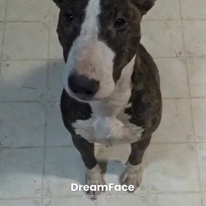 @jessibarbiesbullterrier