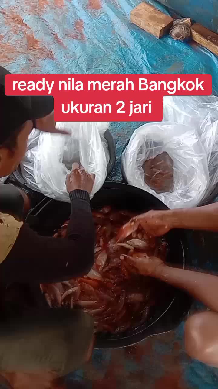 @afdhal koi farm