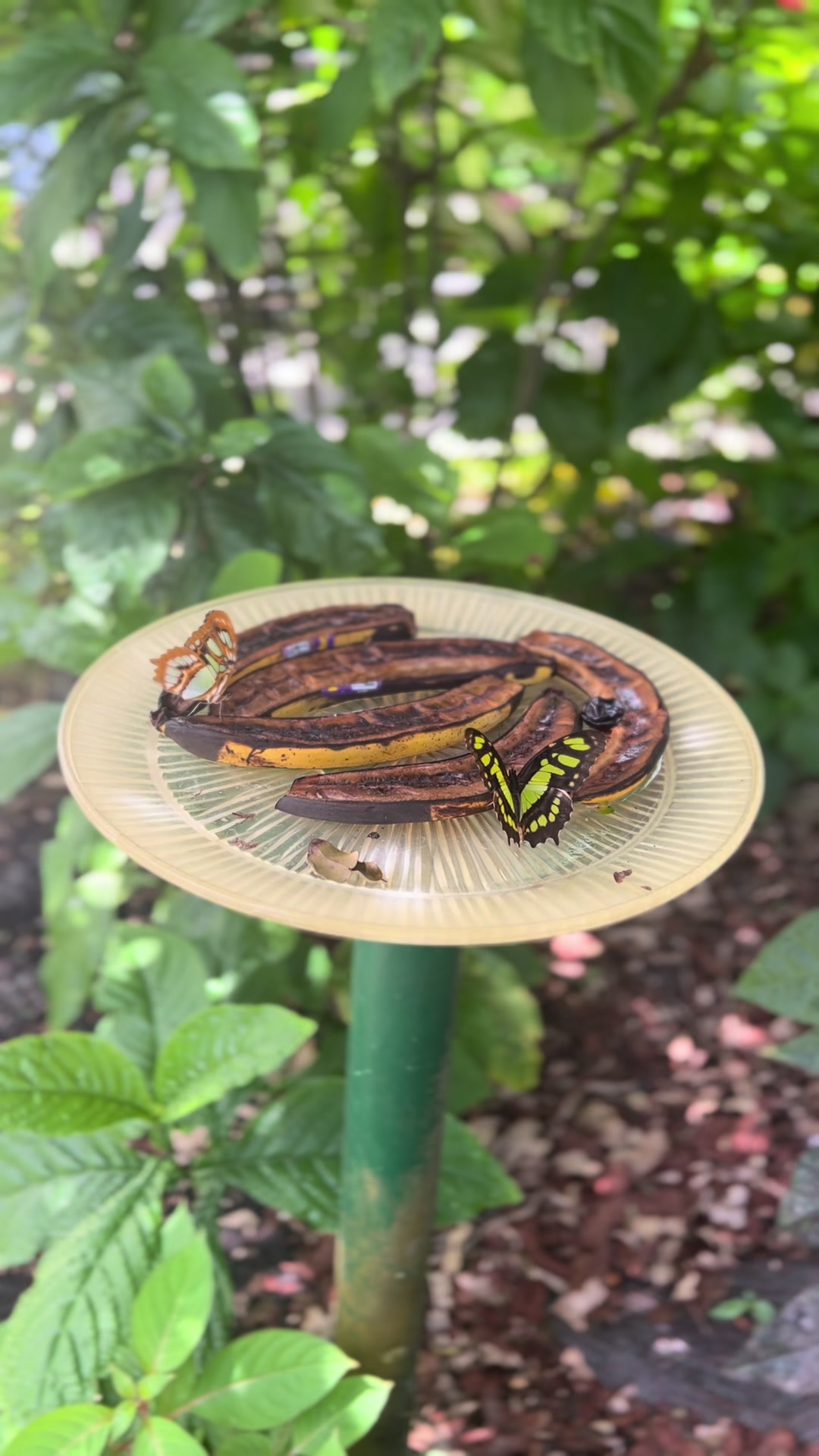 @FernsBugs