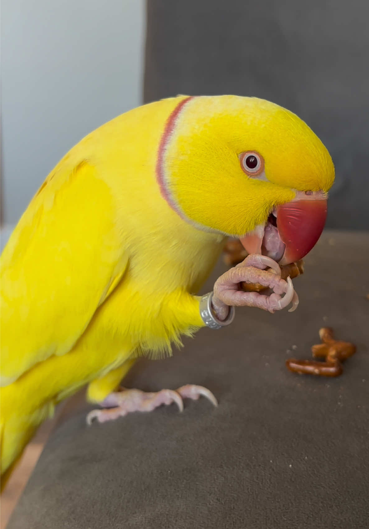 @TWINKIE 🐥