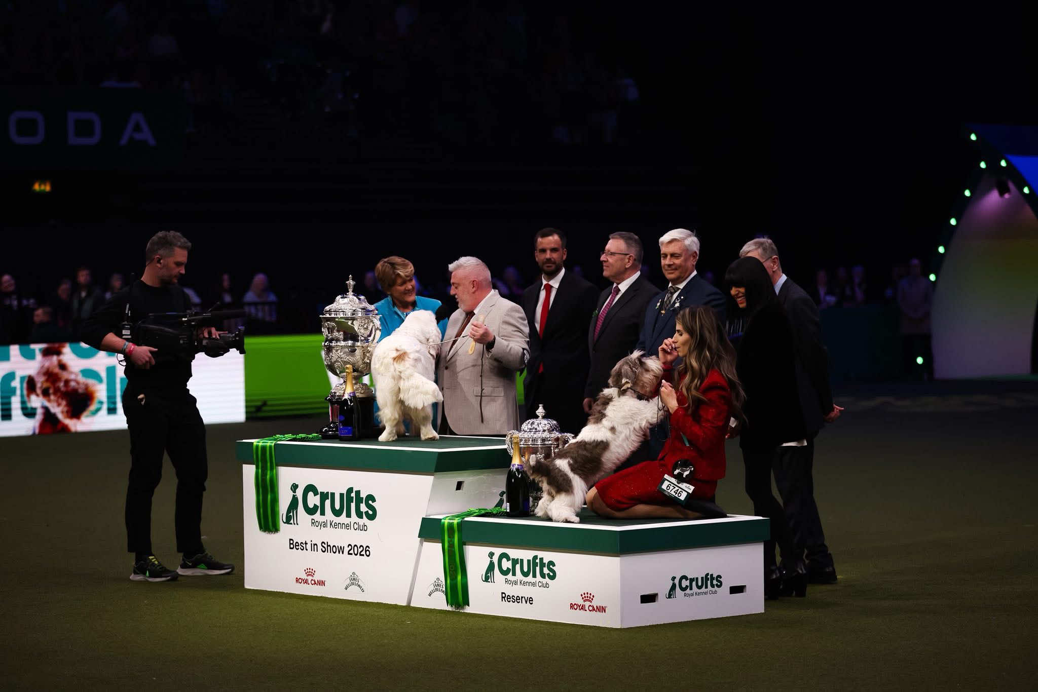 @Rainsway Clumber Spaniels