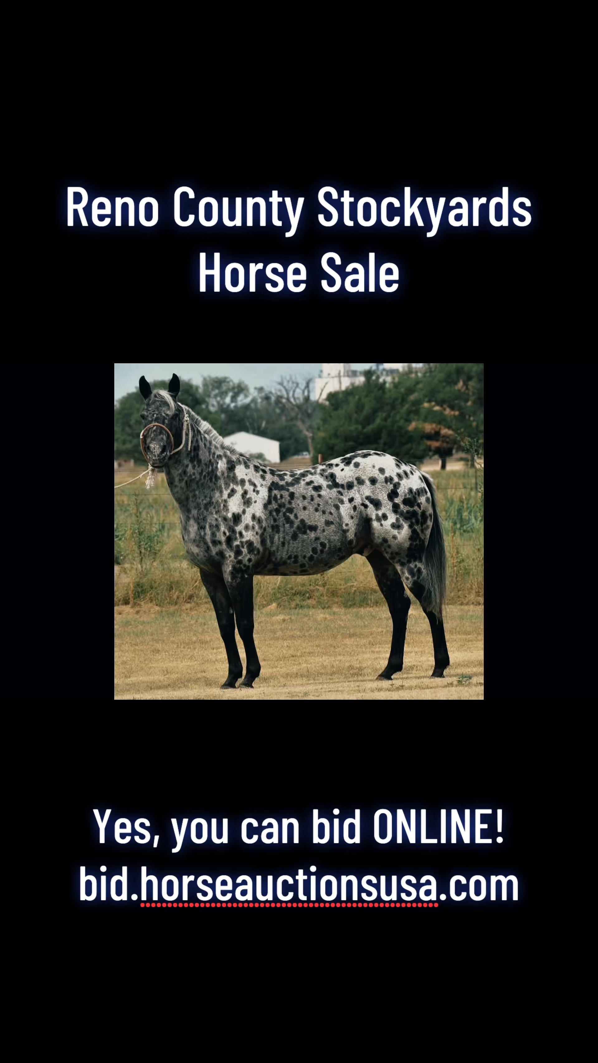 @HorseAuctionsUSA