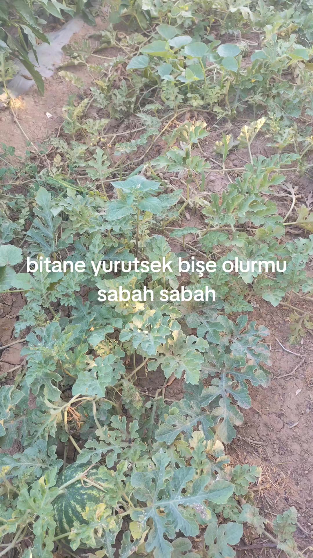 @h&uuml;seyin culpan