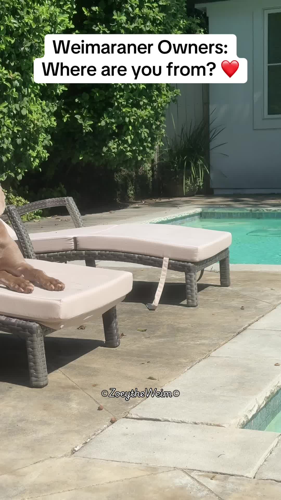@Zoey the Weim