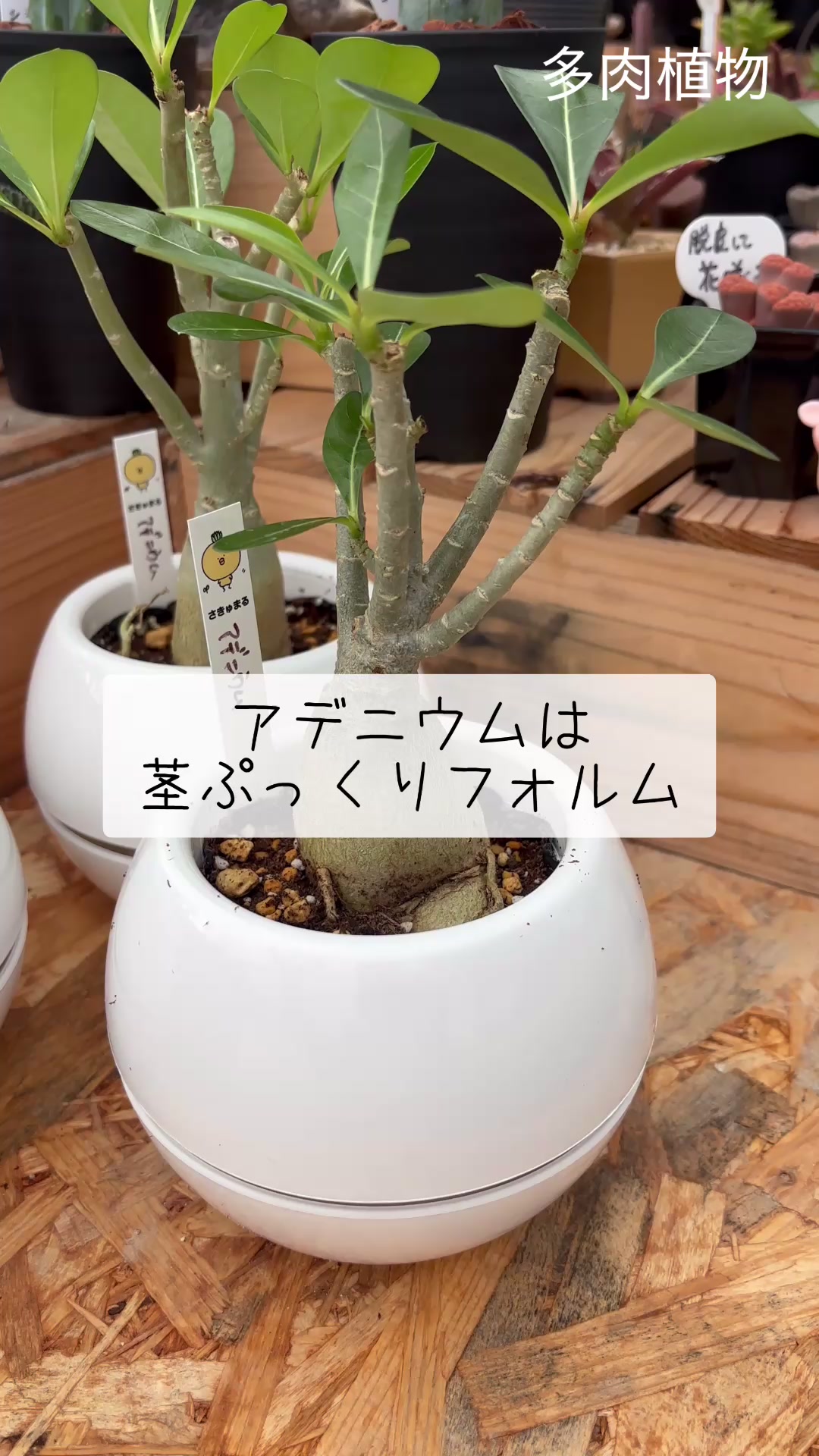 @さきゅまる~こぴとSHOP