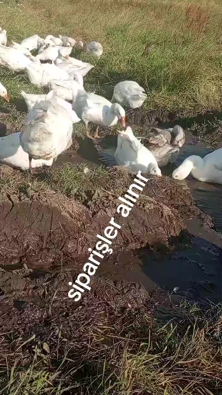 @serpil