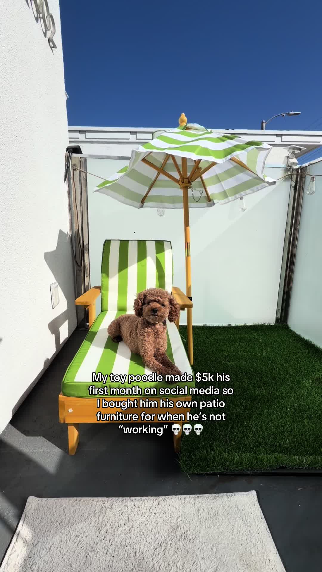 @enzoprincethepup