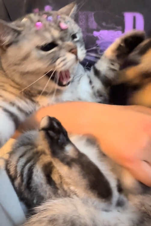 @cat moment