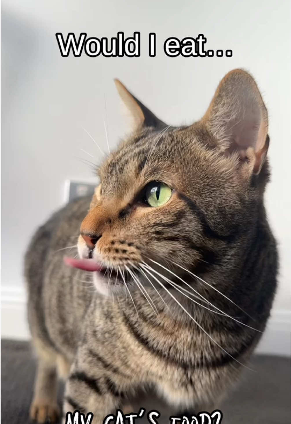 @Cat Tigrous