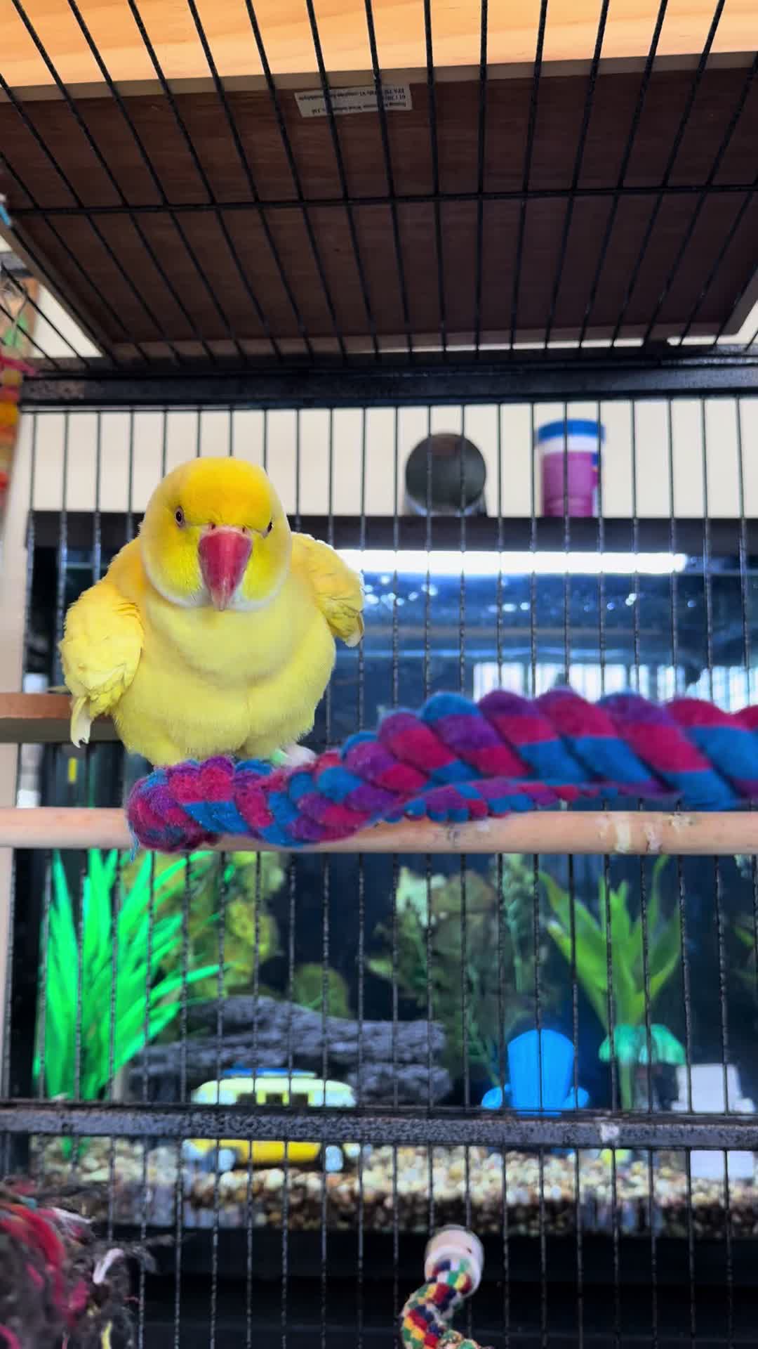 @Tweety the Ringneck