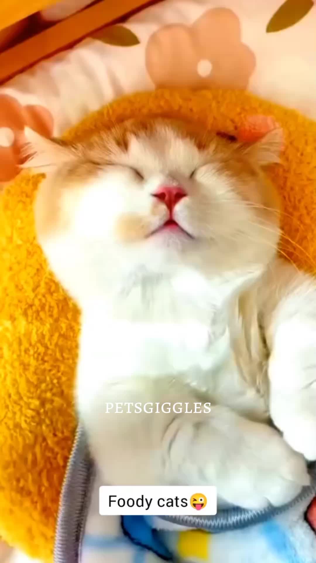 @Pets Giggles