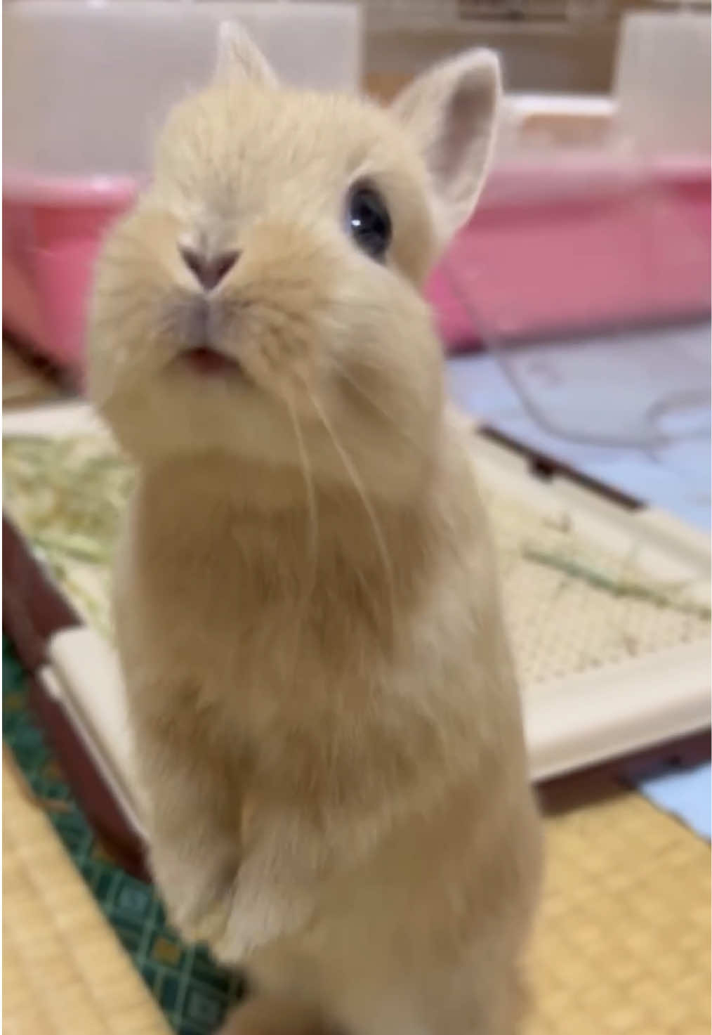 @코유ちゃんᲘ𐑼♡