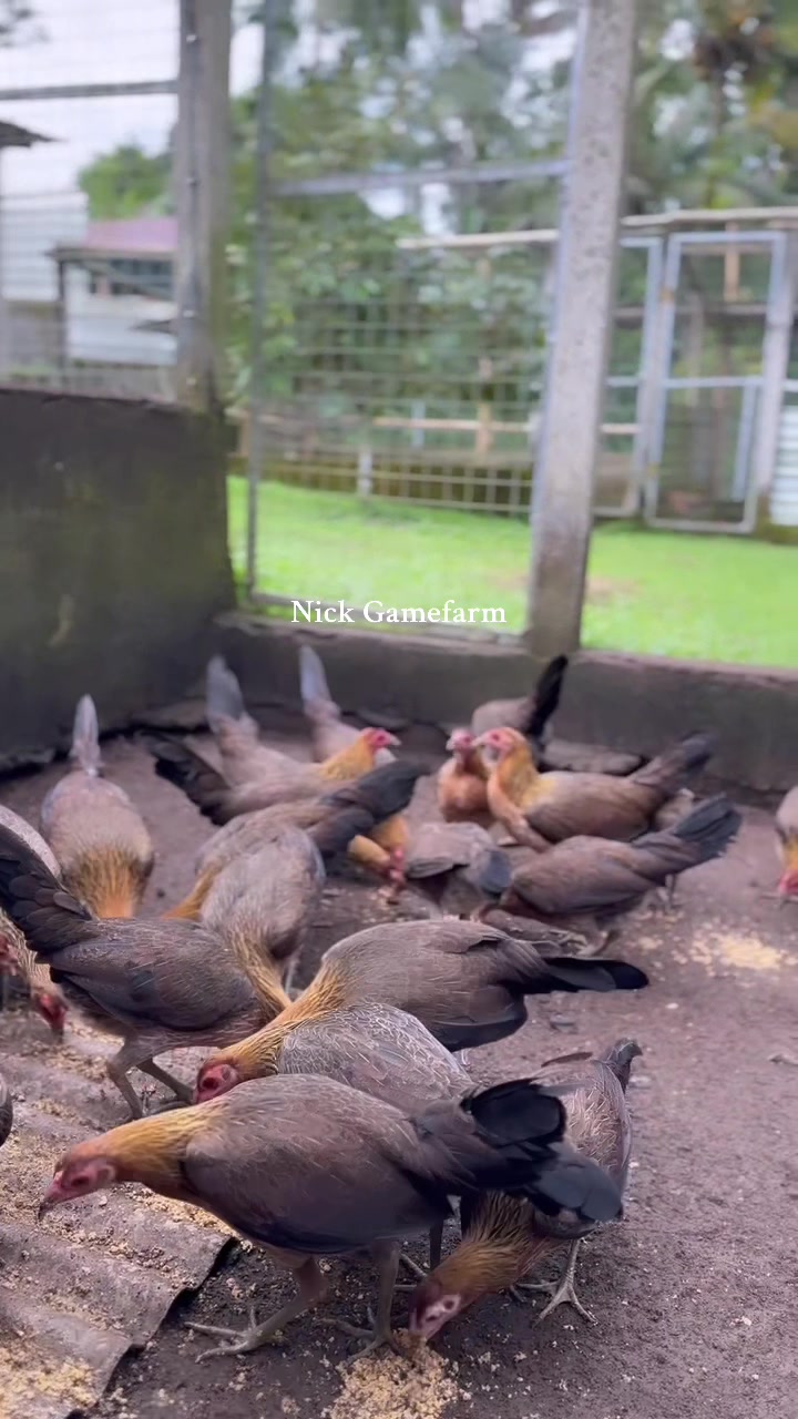 @NICK GAMEFARM
