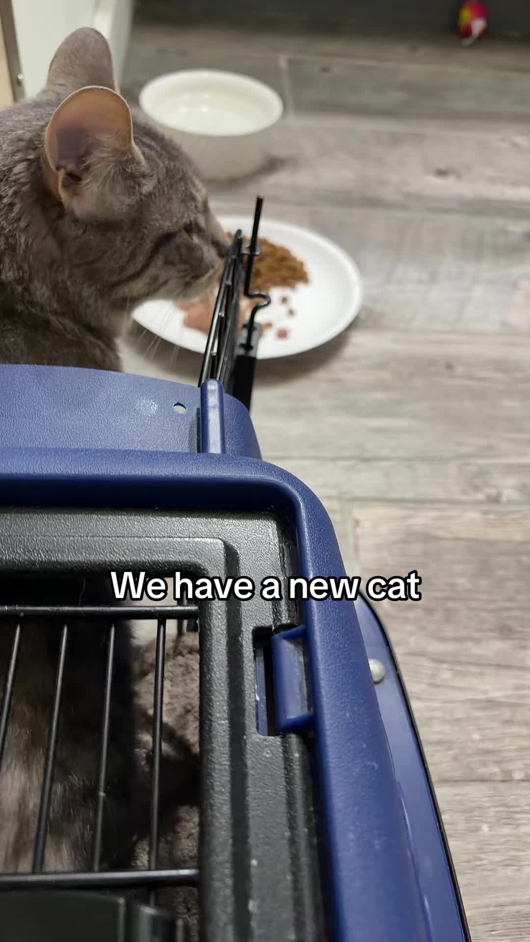 @Kovu&rsquo;s Kitties