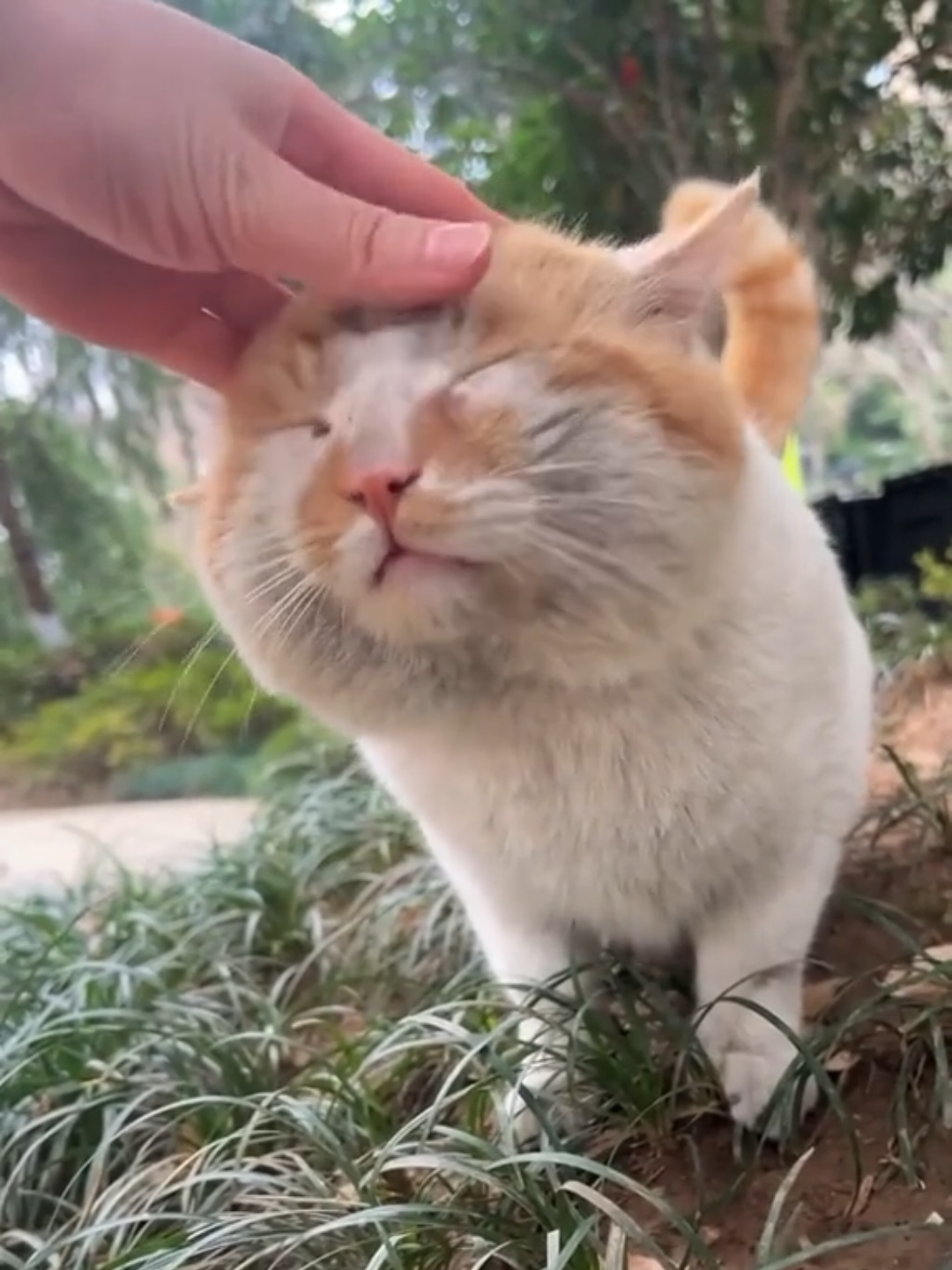 @Chonky World Of Cats