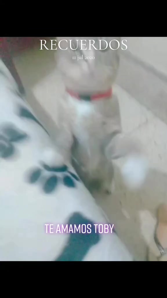 @BELLA TORRES