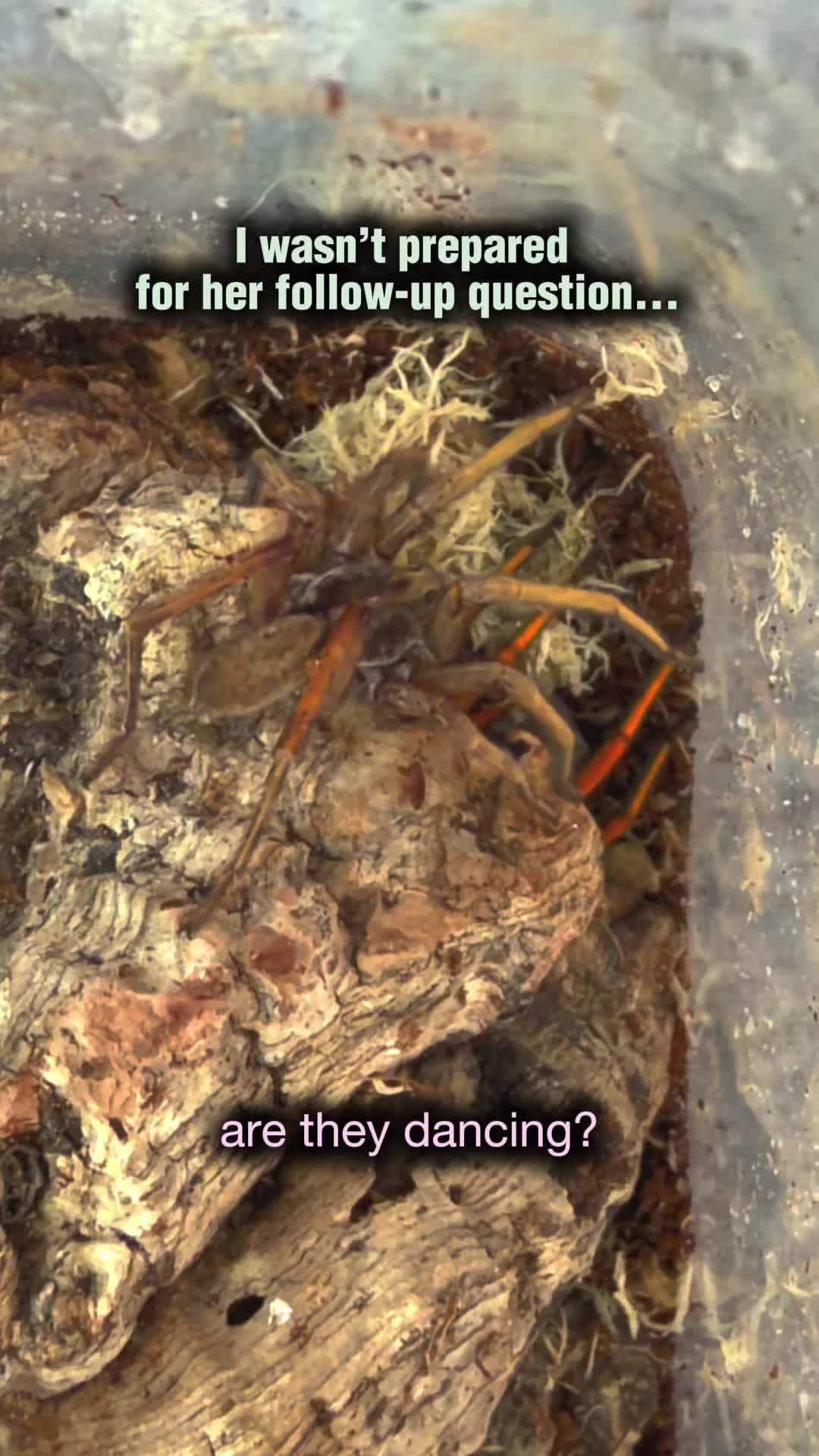@Spider Conservatory