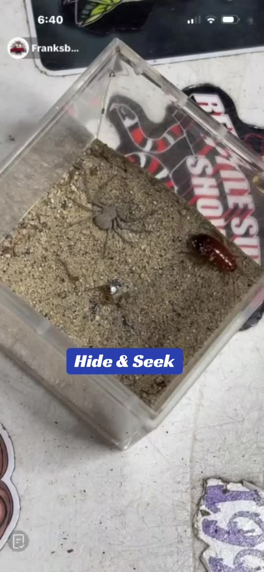 @Franksbuggin611