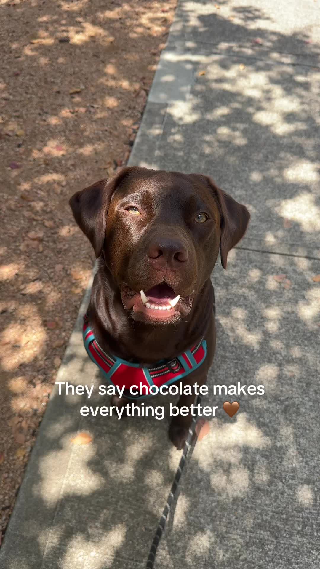 @Bruno Chocolate Lab