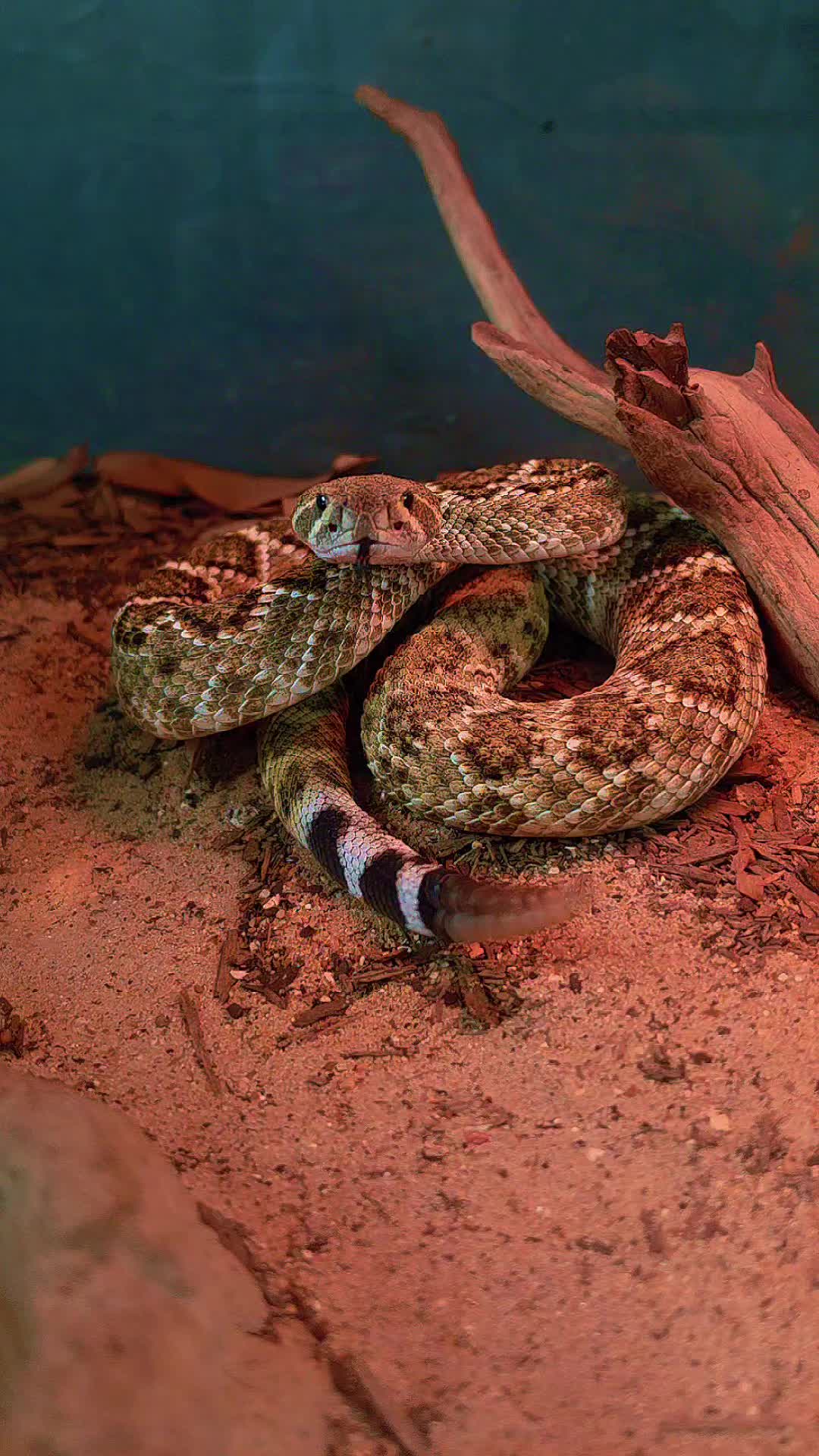 @The Lizard Lounge Exotic Pets