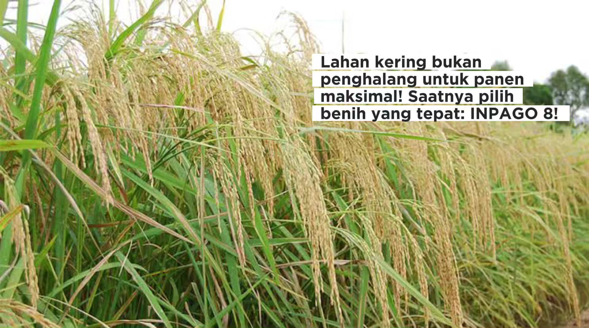 @PT. BHD INDONESIA