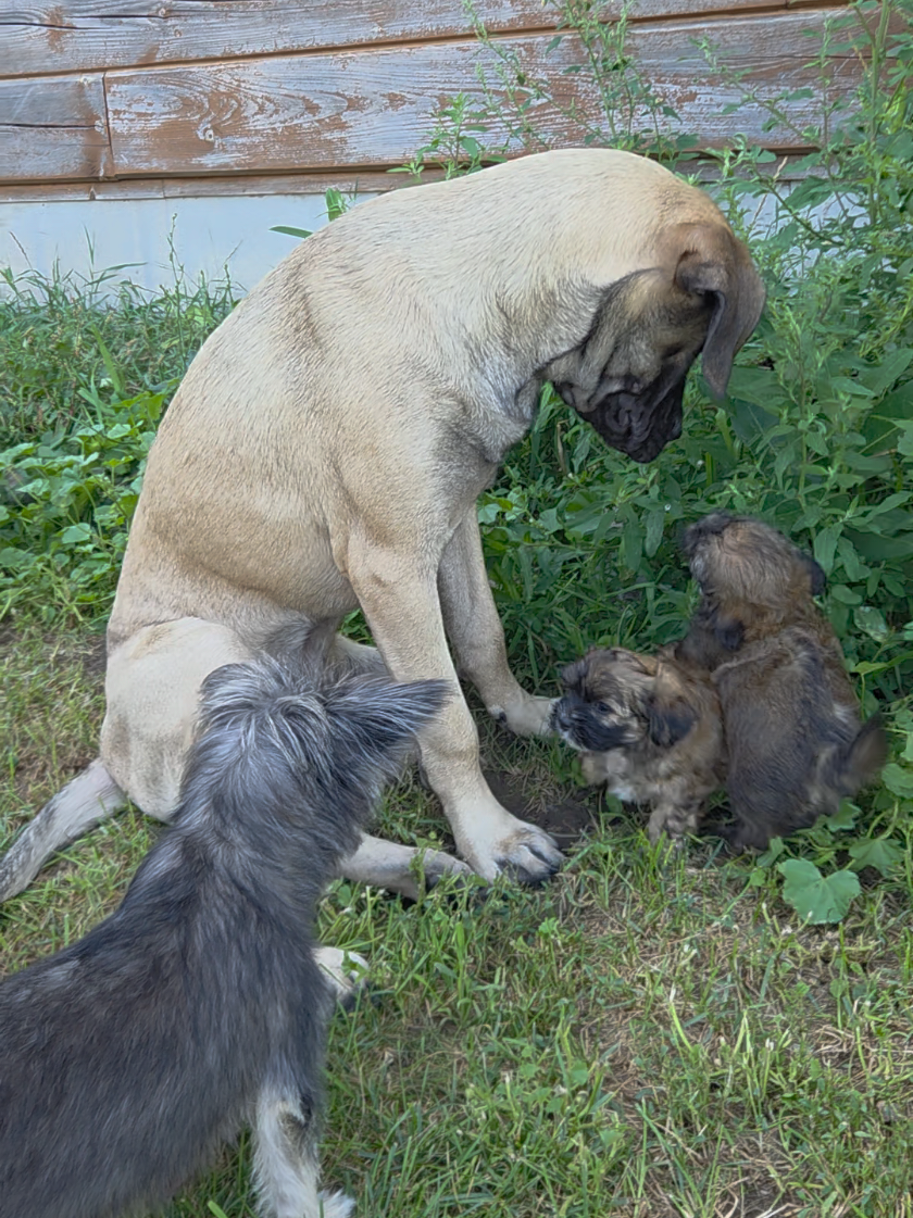 @Maple Mastiffs