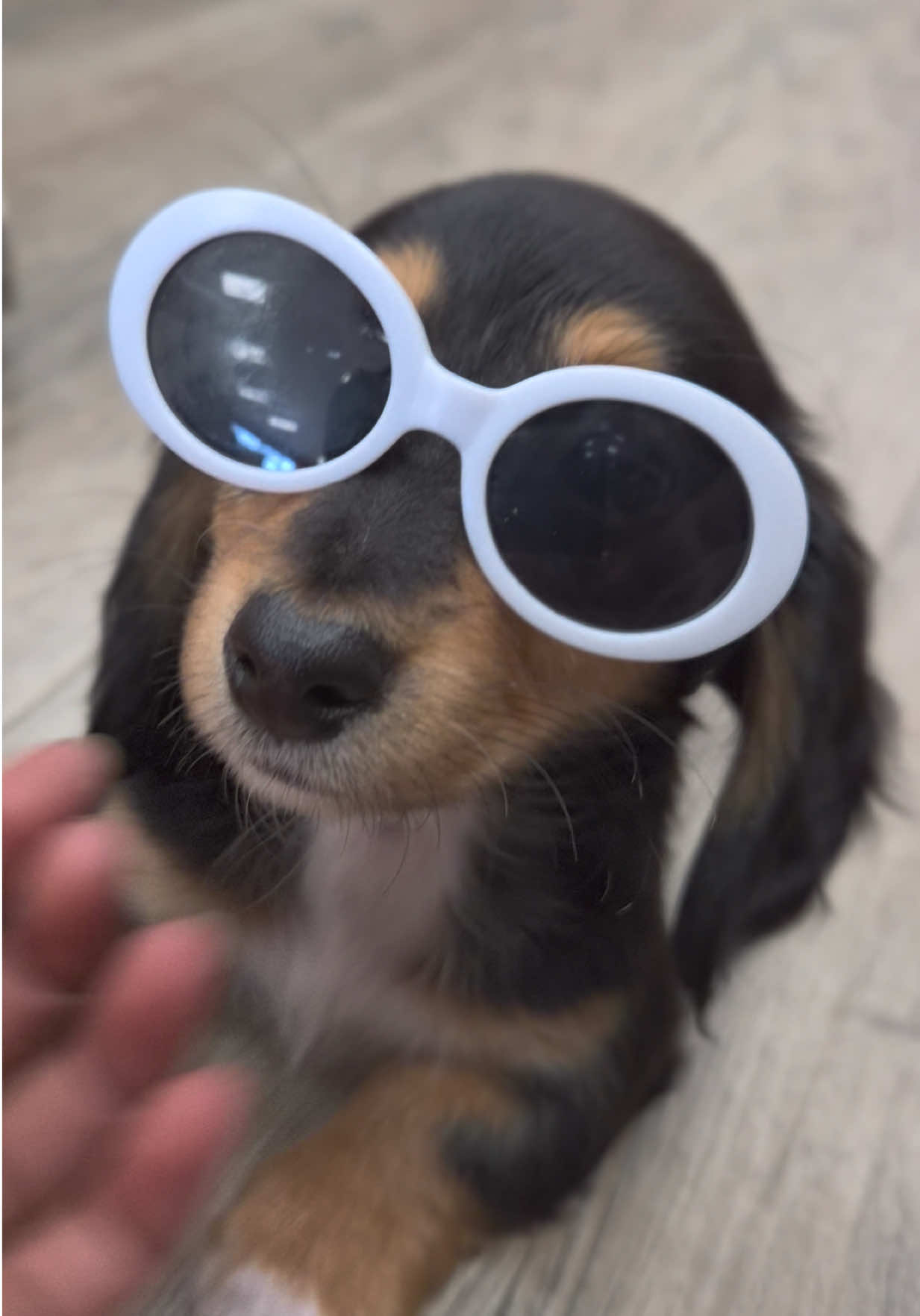 @Petland Oklahoma City