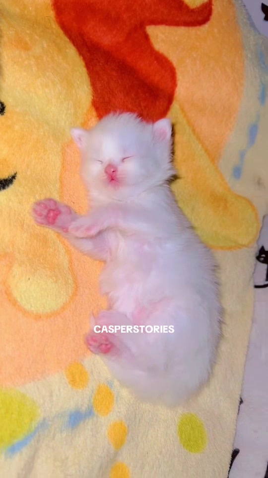 @𝑪𝒂𝒔𝒑𝒆𝒓 & 𝑴𝒊𝒏𝒏𝒊𝒆 🐾