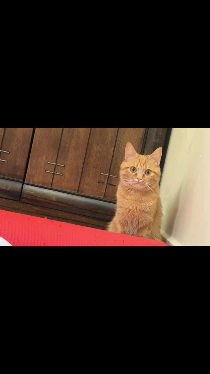 @3aslTheCat