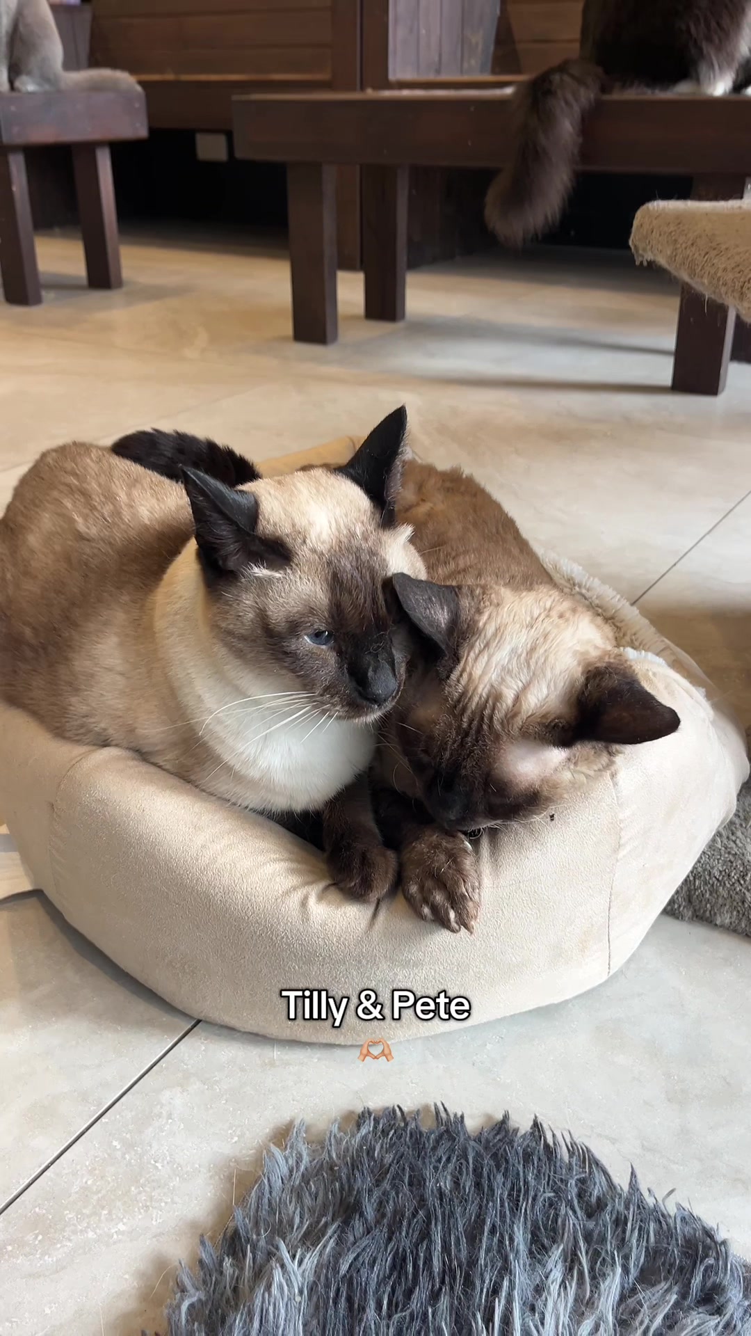 @crazycatcafe