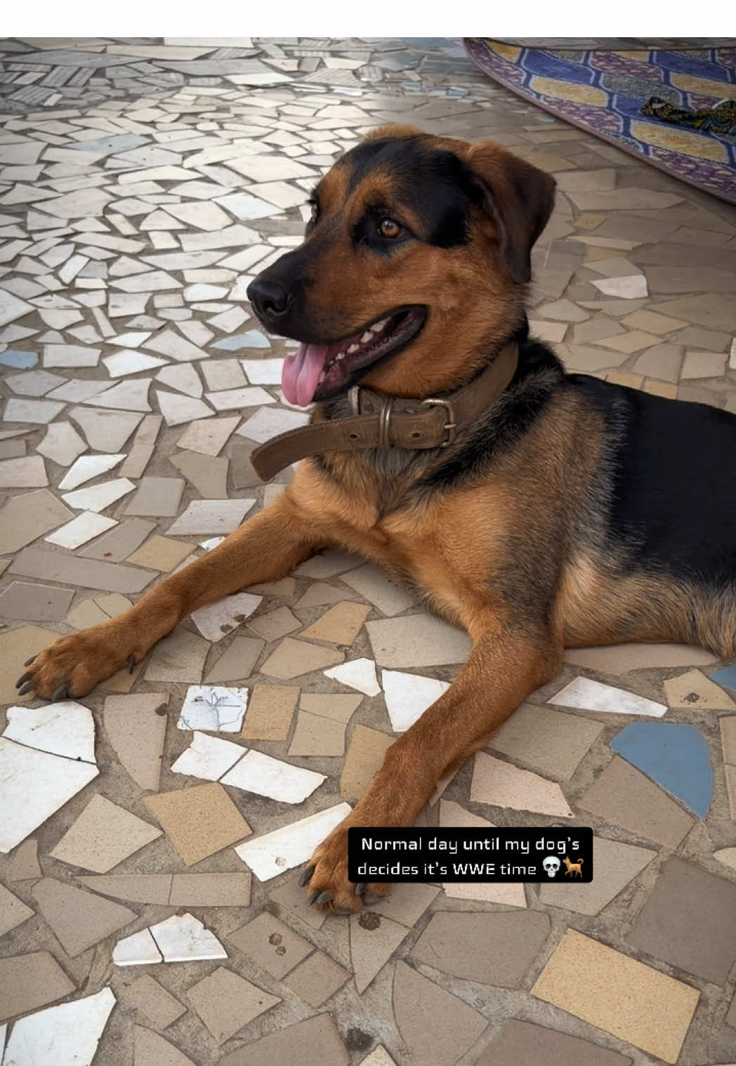 @Nala & Eshe 🦴🐶